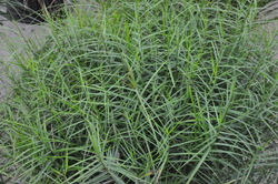 Carex muskingumensis 'Little Midge' — photo 2